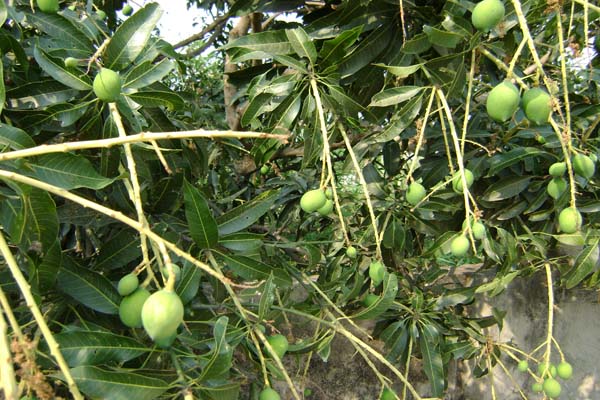 Mango tree santiniketan
